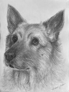 Nikita Norwegian Elkhound